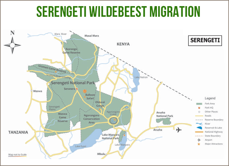 Wildebeest Migration